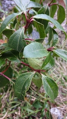 Viburnum propinquum