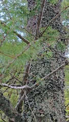 Pseudotsuga sinensis