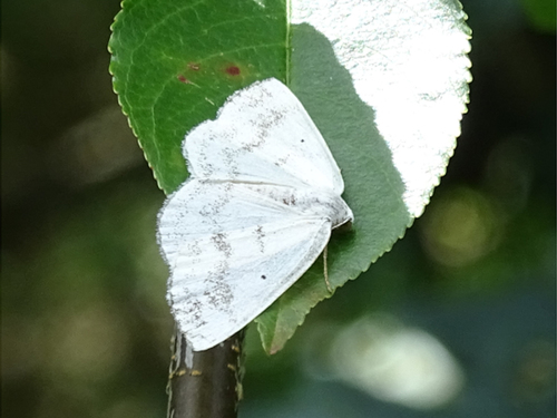 Clouded Silver, 9463 Eext, Nederland, photo 10 of 10