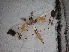 Polythlipta liquidalis