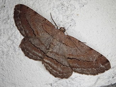 Apocleora rimosa