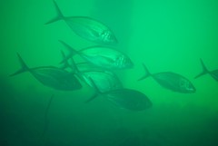 Pseudocaranx