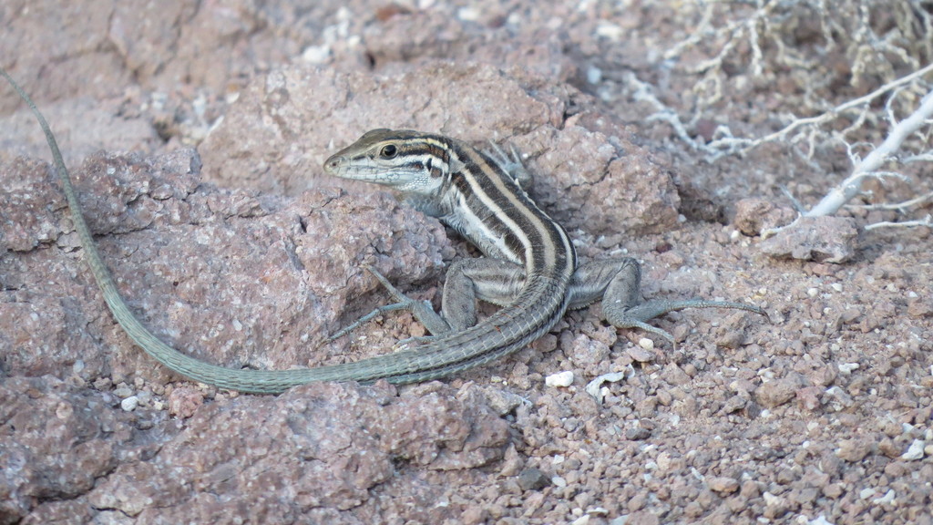 Espiritu Santo Whiptail