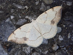 Lomographa simplicior