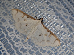Palpita inusitata