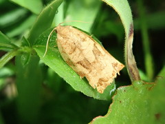 Archips oporana