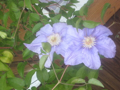 Clematis × jackmanii