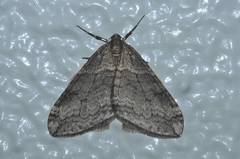 Operophtera relegata