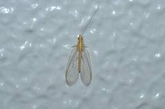 Chrysoperla nipponensis