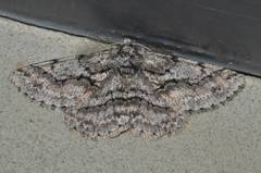 Megabiston plumosaria