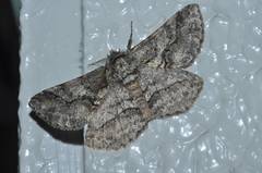 Megabiston plumosaria