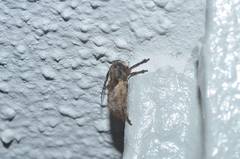 Pterolophia annulata