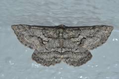 Megabiston plumosaria