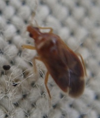 Cardiastethus fasciiventris