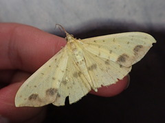 Botyodes principalis