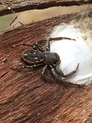 Tharpyna campestrata