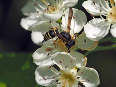 Gymnomerus laevipes