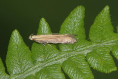 Monochroa cytisella