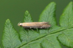 Monochroa cytisella
