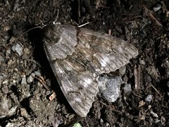 Catocala jonasii