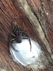 Tharpyna campestrata