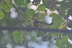 Coereba flaveola caboti