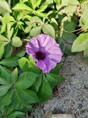 Ipomoea cairica