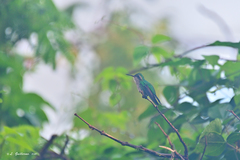 Cynanthus forficatus