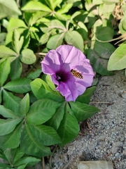 Ipomoea cairica