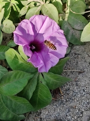 Ipomoea cairica