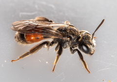 Andrena labiata