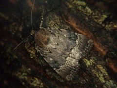 Amphipyra horiei