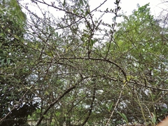 Pyracantha angustifolia image