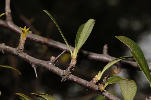 Pyracantha image