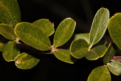 Pyracantha angustifolia image