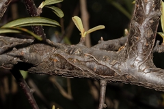 Pyracantha angustifolia image