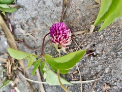 Gomphrena globosa