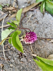 Gomphrena globosa