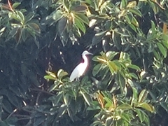 Egretta garzetta