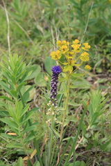 Euphorbia stepposa