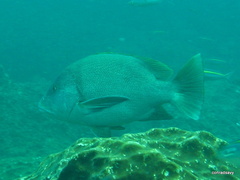 Lutjanus rivulatus