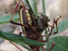 Phryganoporus candidus