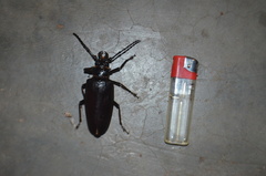 Anthracocentrus beringei