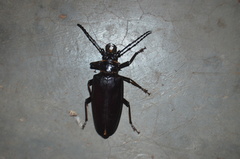 Anthracocentrus beringei