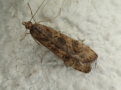 Nomophila noctuella