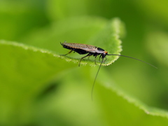 Ectobius erythronotus