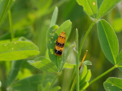 Commophila aeneana