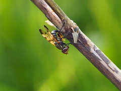 Otites formosa