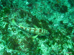 Epinephelus fasciatus