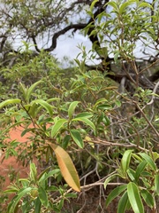 Ozoroa paniculosa